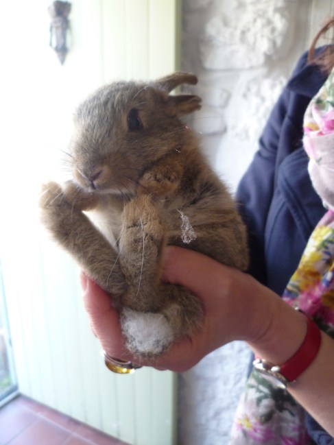little bunny Image